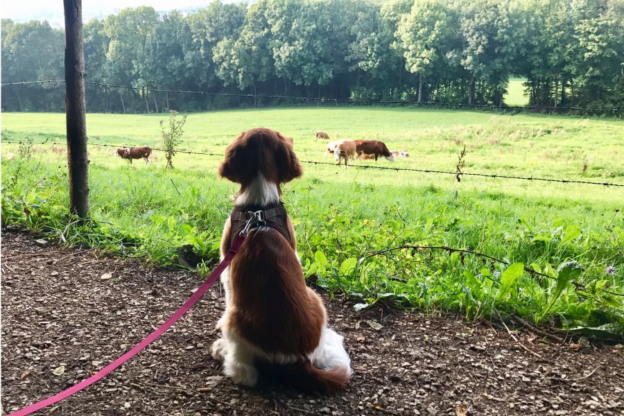 welsh springer spaniel puppy gazing at cows in a field