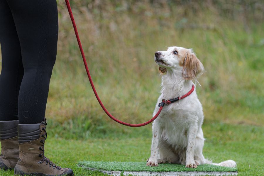 Position Box Place Board for Dog Training, Anglian Dog Works