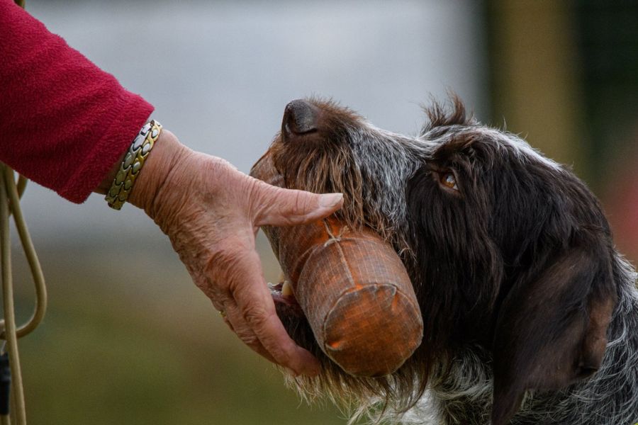 Zurückhaltender Apportierhund