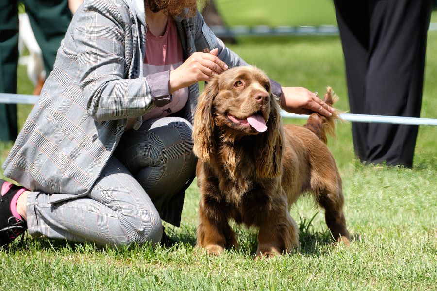 Bean sales sussex spaniel