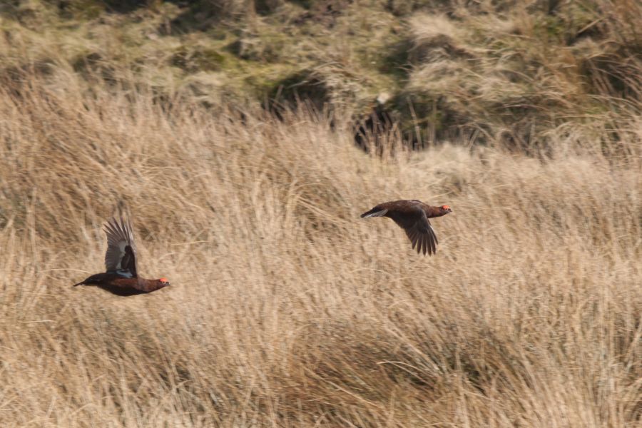 Counting Grouse With Gundogs On Spectacular UK Moorland