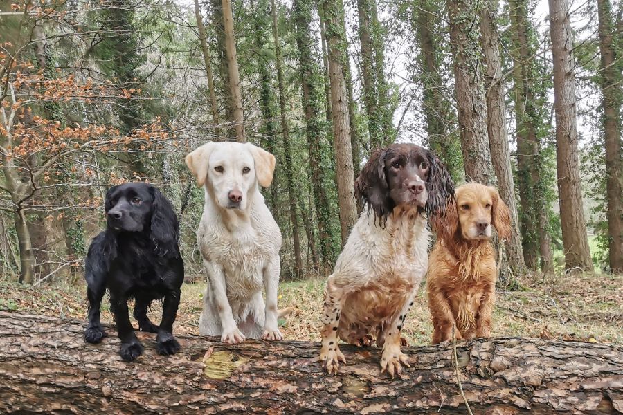 Is It Time To Completely Stop Punishing Our Gundogs?