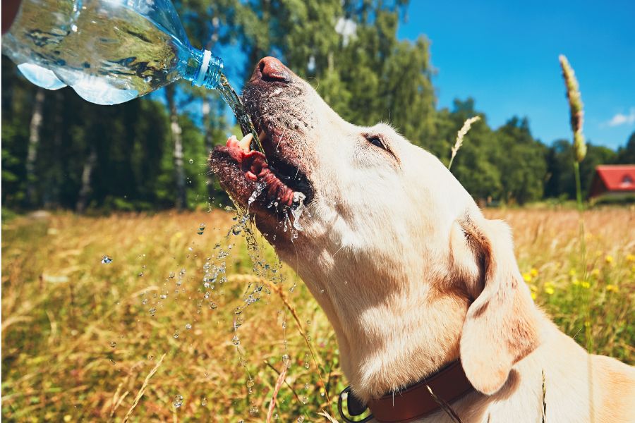 LWDG Summertime Series:Heatstroke in Dogs: How to Treat and Prevent It