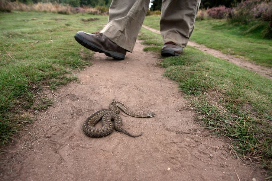 LWDG Summer Series: The Danger of Adder Bites and How to Prevent Them