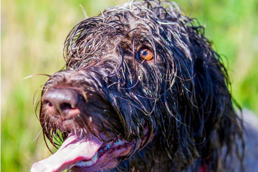 griffon dog keeping cool by wetting fur