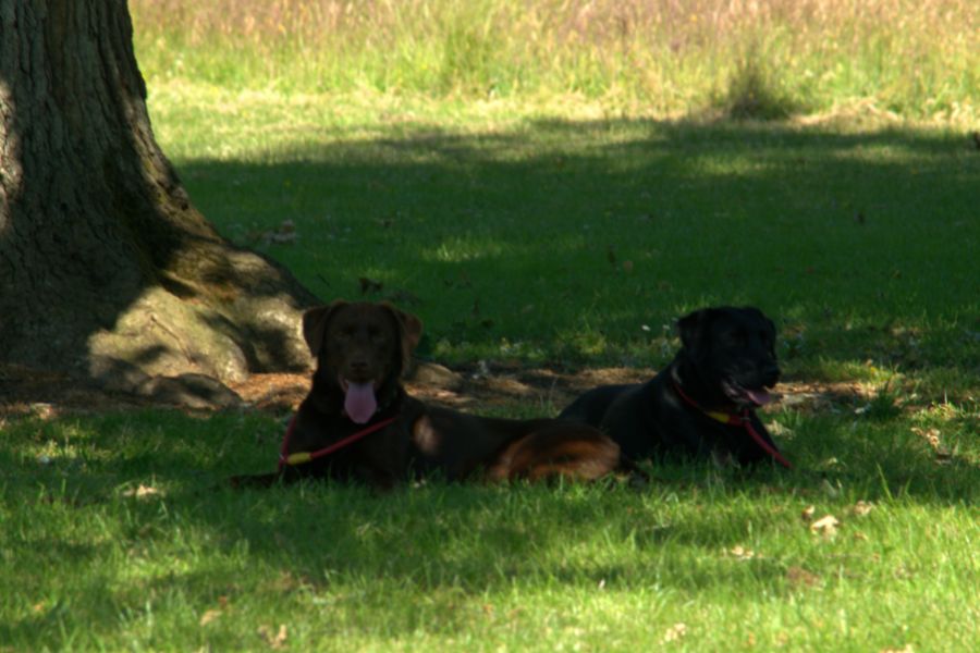 LABRADORS SOM LIGGER I SKUGGEN AV TRÄD