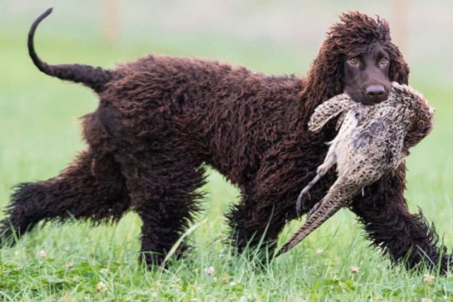 caniche chocolate cargando gallina muerta > El consumo de faisán es crítico para asegurar que los disparos continúen.