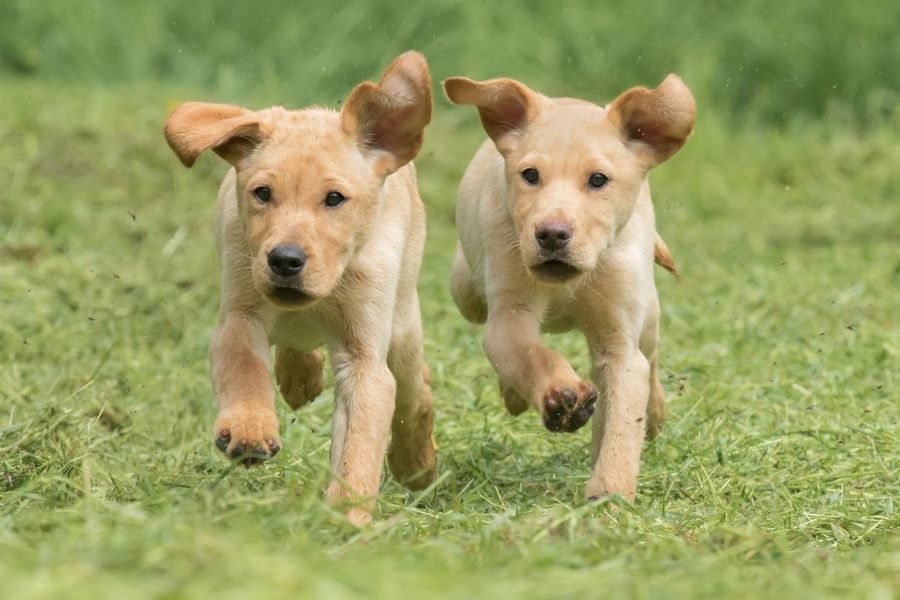 Two Yellow Lab Pups running towards camera