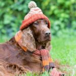 dog wearing scraf and hat