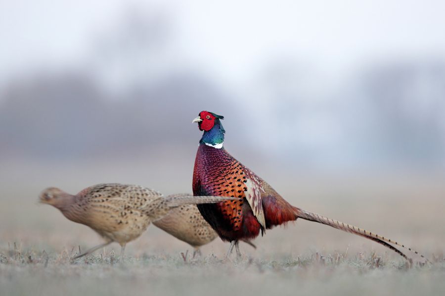 The Coming UK Pheasant Season – What We Need To Know