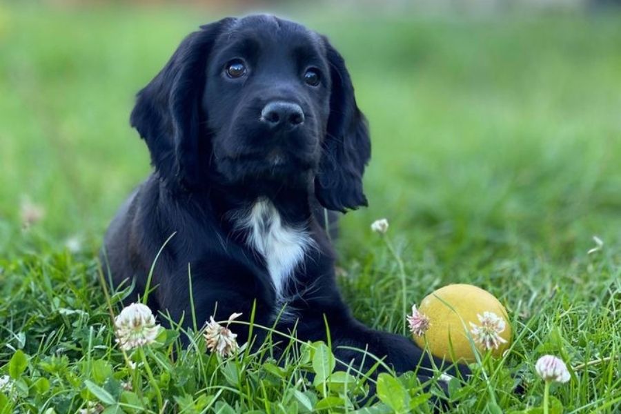 Svart arbeidende cocker spaniel valp med gul ball