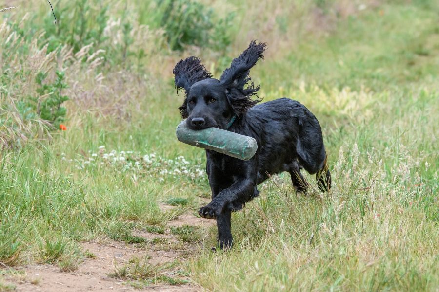 Barking up the Right Tree: Equality and Diversity in Gundog Training