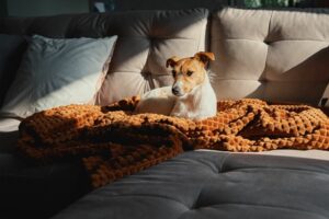 Pequeño terrier recurso custodiando la cama en el sofá