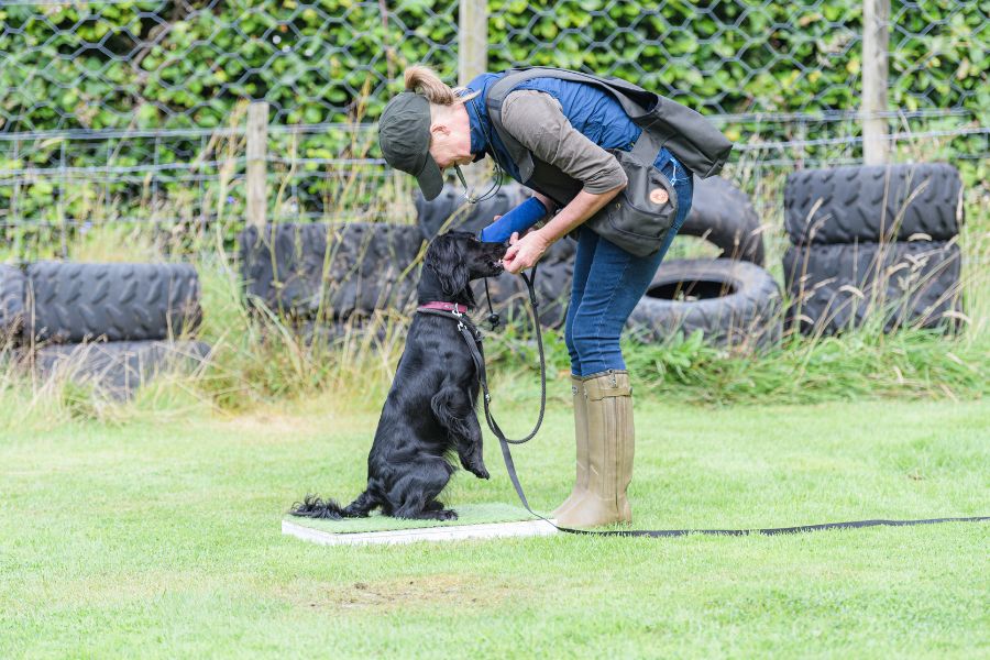 Training Your Dog Isn’t Meant To Be Complicated – Patterns Of Behaviour