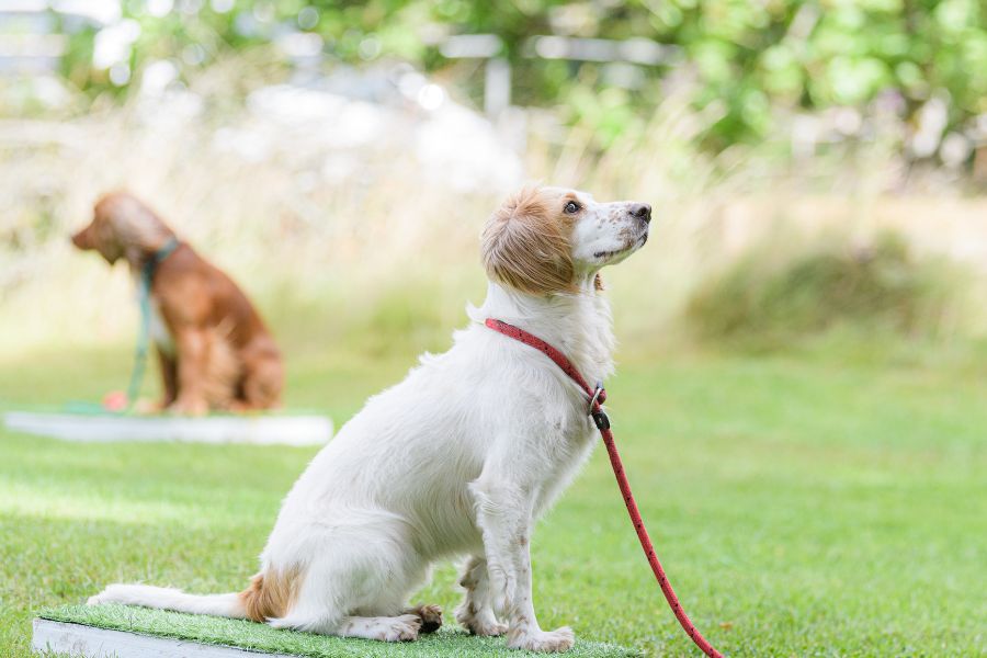 Training A Gundog Should be Fun: Learn The 9 Foundational Cues Online with Our Hot Mess Handler Course