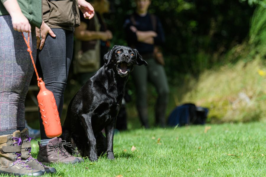 What Your Dog Is Trying to Tell You on International Dog Day