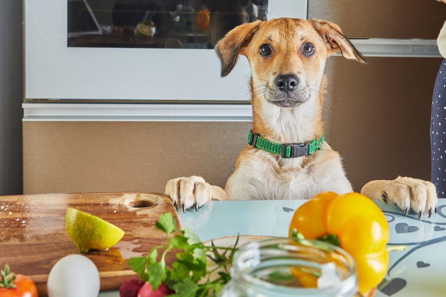 Episode 51 : Why you teach your dog manners: Behaviour Versus Training