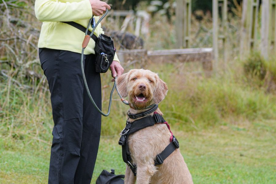 Comment ce passe l'adolescence chez le chien?