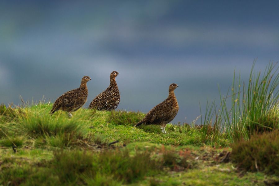 The Glorious 12th: A Guide to Grouse Shooting in the UK