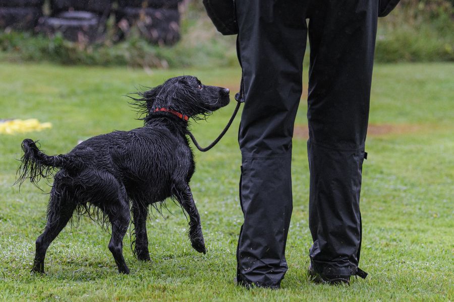 AIDEZ VOTRE CHIOT À RECONNAÎTRE ET À S'HABITUER À LA LAISSE