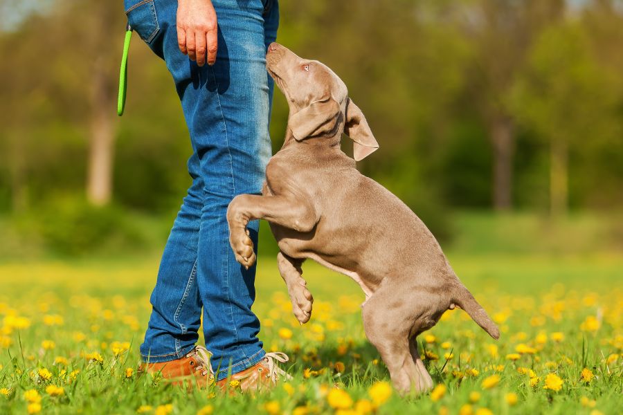 Tu propio perrito saltarín 🐶🤩🐕 Ladra, camina y da una vuelta en el aire  🤯✨