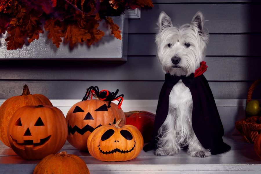 Top Tips for a DogFriendly Halloween The Ladies Working Dog Group