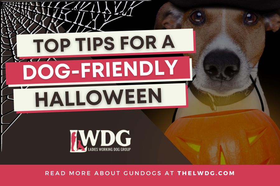 Top Tips for a DogFriendly Halloween The Ladies Working Dog Group