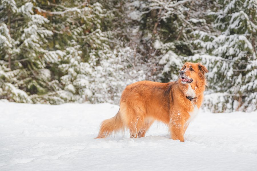 Walking your dog in the winter: How to stay warm and safe - The Ladies  Working Dog Group