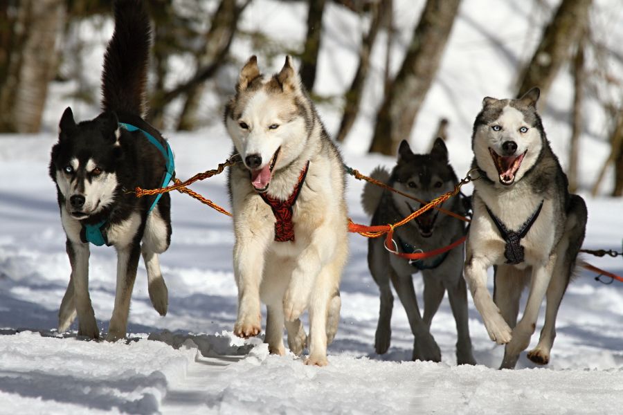 ❄️ Practica el Trineo tirado por Perros en Huesca ❄️ Mushing