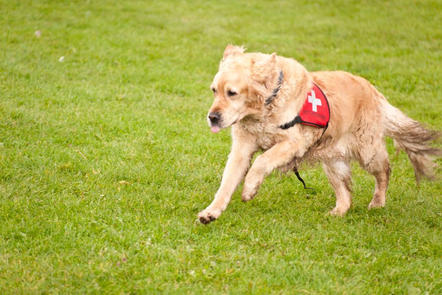 The similarities in training search dogs, and gundogs