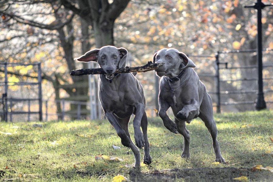 What ‘Don’t Worry My Dog Is Friendly’ really means – Out of control dogs in public places