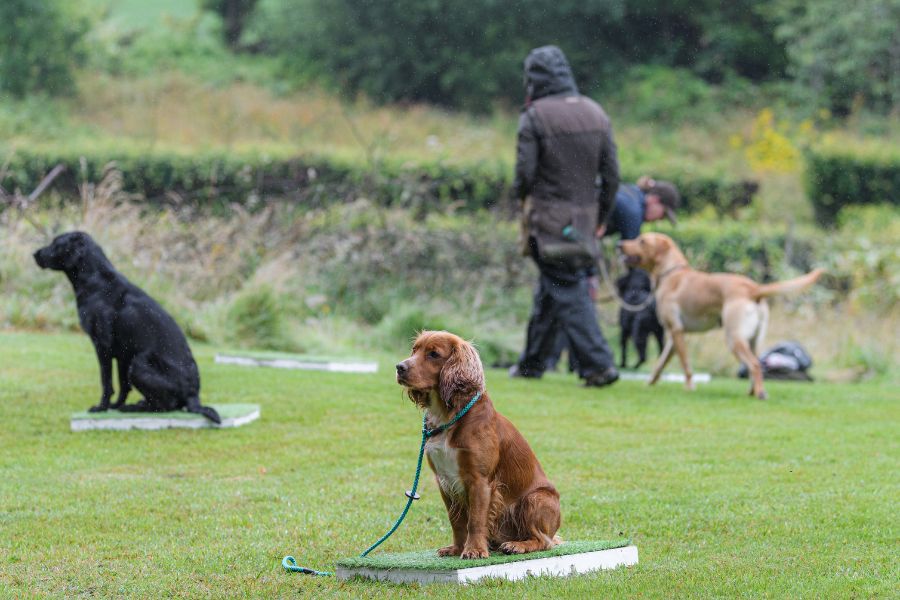 Terrain D.O.G.® Place Board Training 