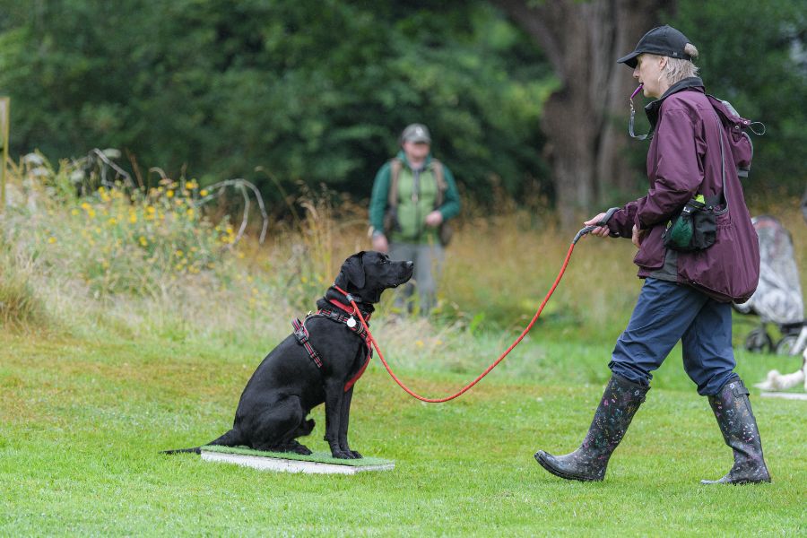 The benefits of training a gundog with a place board