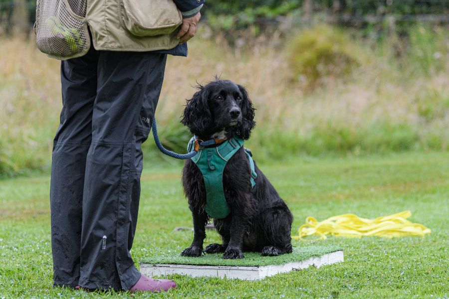 Terrain D.O.G.® Place Board Training 