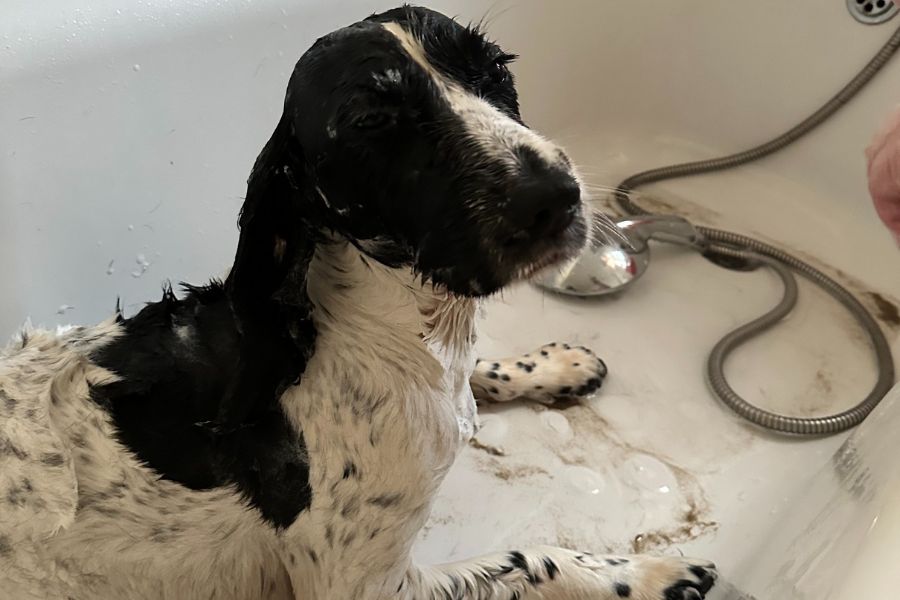 Best shampoo for springer cheap spaniels