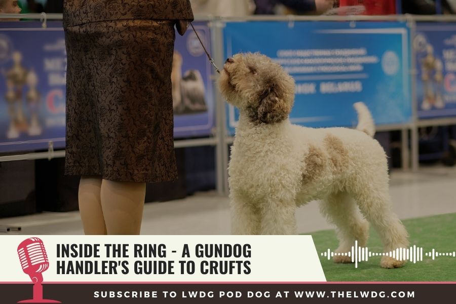 Crufts gundog best sale