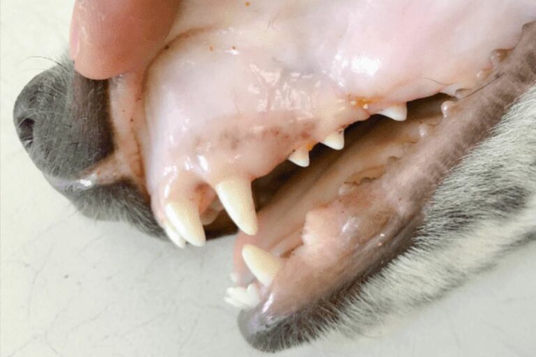 Podcast Episode 88 Surviving the Storm A Journey through Immune