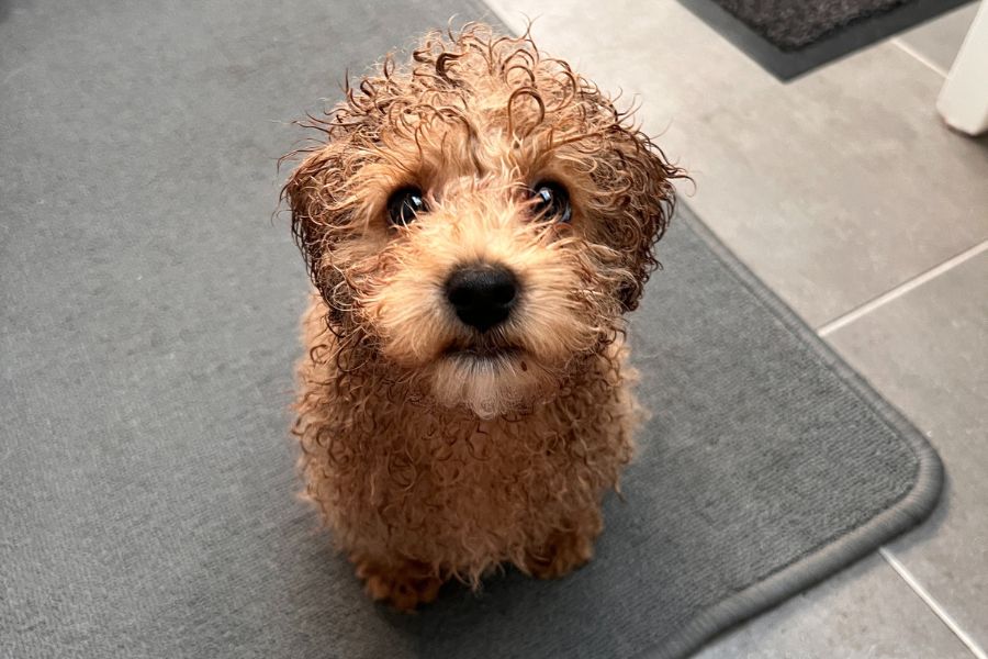 Mettre son chien en cage lors de nos absences : une bonne idée ?