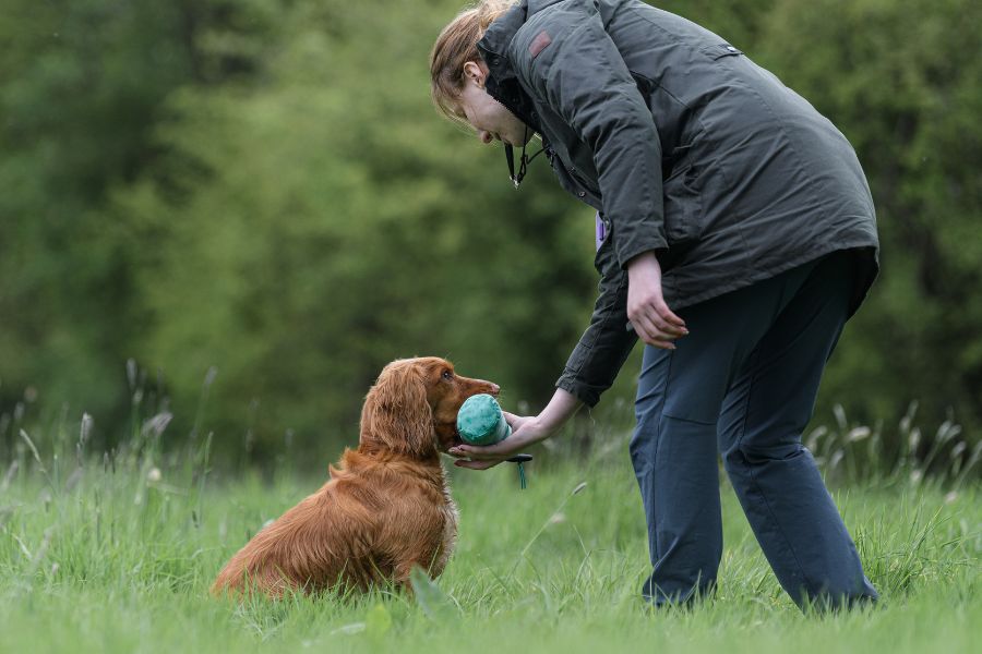 Time-Savvy Training: Master the Minutes and Train Your Gundog Effectively