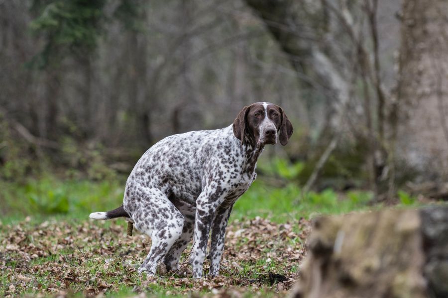 Why Does Your Dog Eat Poo and What Can You Do About It?