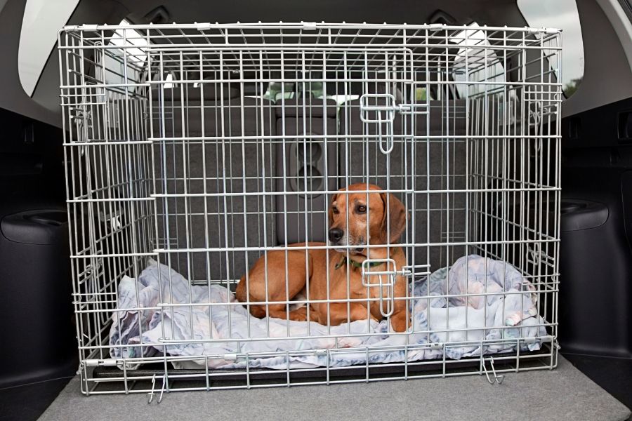 Crate Training a Puppy - Gun Dog