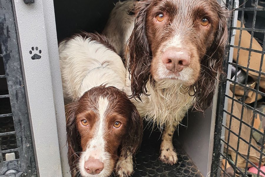 spaniels i bilkassen