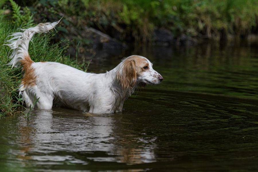 A Splash of Success: Highlights from Our Water Training Workshop in Kentvent Page Template