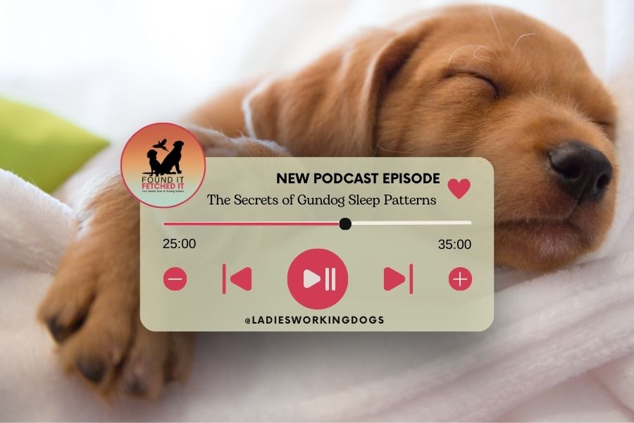 Podcast Episode 105. The Secrets of Gundog Sleep Patterns