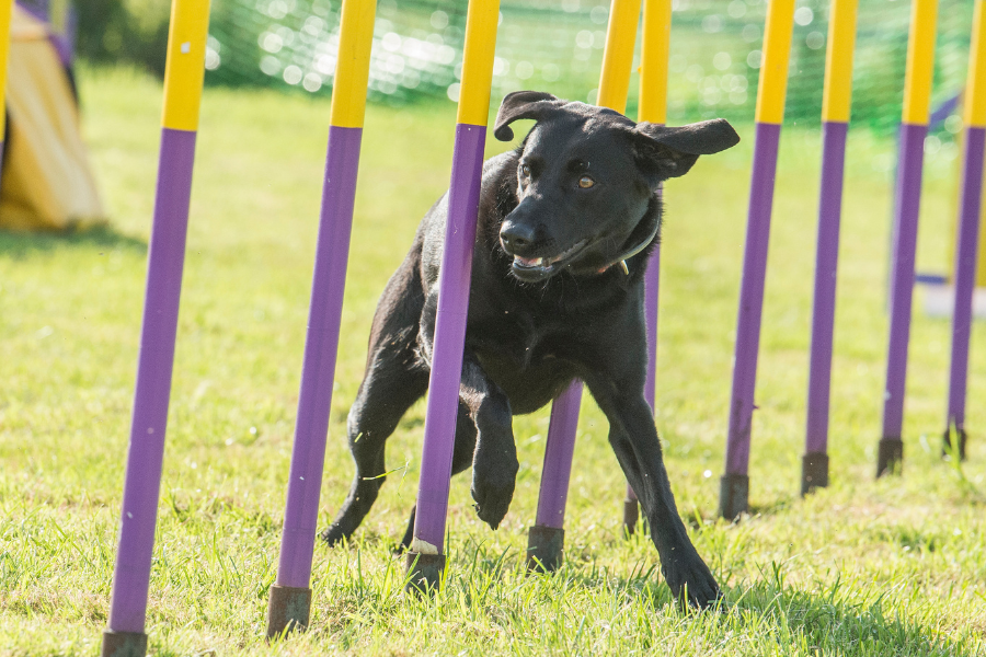 black gundog doing agility