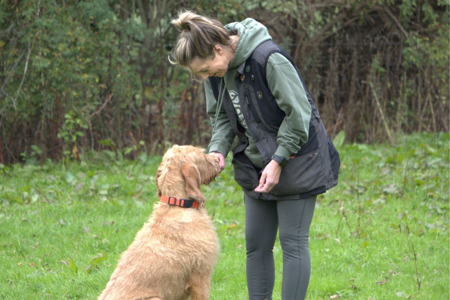 Woman training adolescent gundog, rewarding calm behaviour during a quiet moment in the field.
