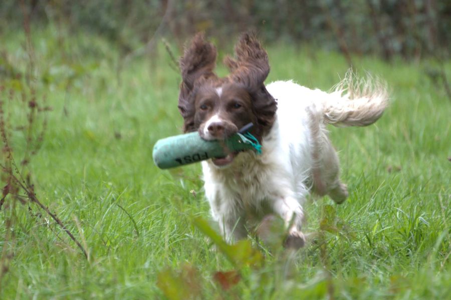 Adolescent spaniel retrieving a dummy during gundog training to channel energy productively.