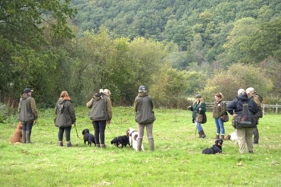 Group of gundog handlers and their dogs training together in a rural field.