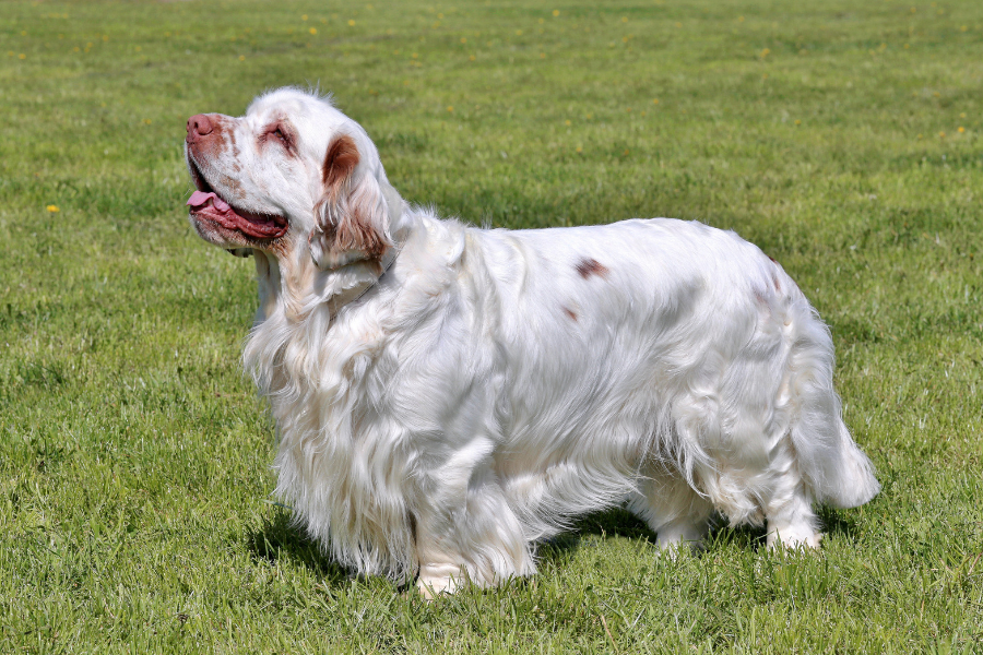 Bruin the Clumber Spaniel’s Crufts Win Isn’t the Problem. It Might Be the Solution.